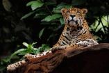 De mascota de la justa deportiva a salvar al Jaguar en la vida real