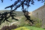 Morella