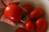 Sube precio del jitomate en México