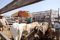 El problema principal es que se pierde la certificación de "ganado libre de gusano barrenador", frenando las exportaciones hacia Estados Unidos y Europa.