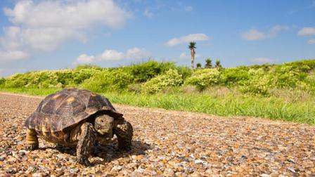 PV impulsa iniciativa federal para rescatar áreas naturales y frenar la extinción de especies