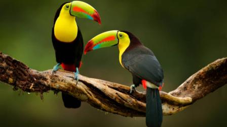 Partido Verde impulsa ley para crear centros de vida silvestre con apoyo estatal y privado